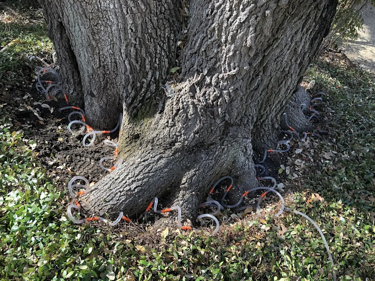 Detailed Tree Cabling and Bracing job site in Harwick