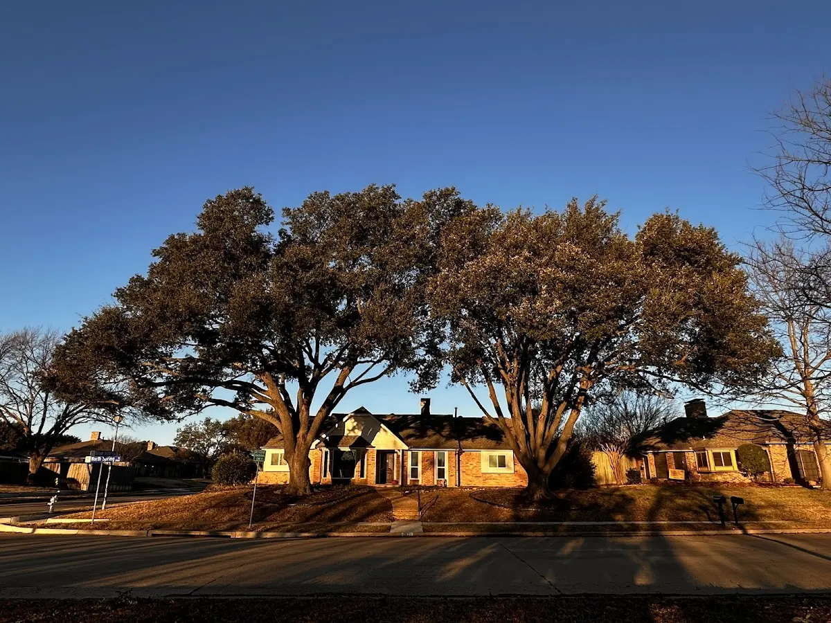 Established residential canopy tree shading a home in Harwick
